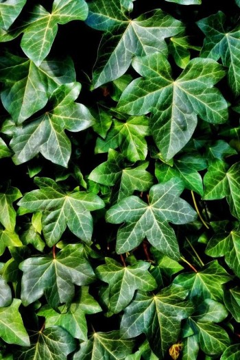 Плющ звичайний Грін Ріпл | Hedera helix Green Ripple | Плющ обыкновенный Грин Рипл